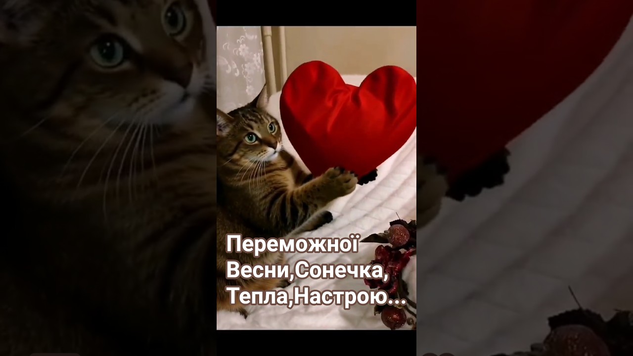 Вітаю всіх,кого не встиг #cat #видосыоткота #котики #веселыекоты #прикольныекоты #кот