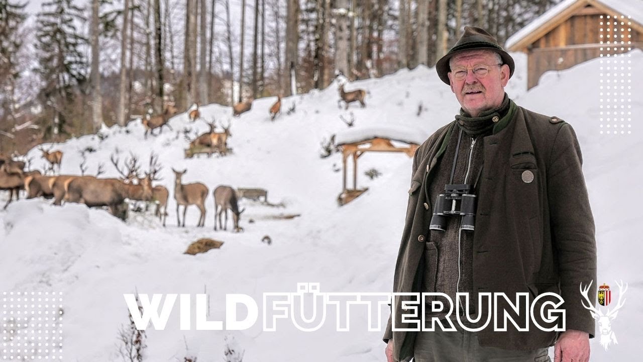 Wildfütterung - Mit dem Hirsch auf Tuchfühlung | OÖ JagdTV