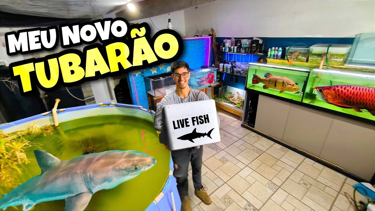 COMPREI MEU NOVO TUBARÃO PRA COLOCAR NA PISCINA DOS MONTROS