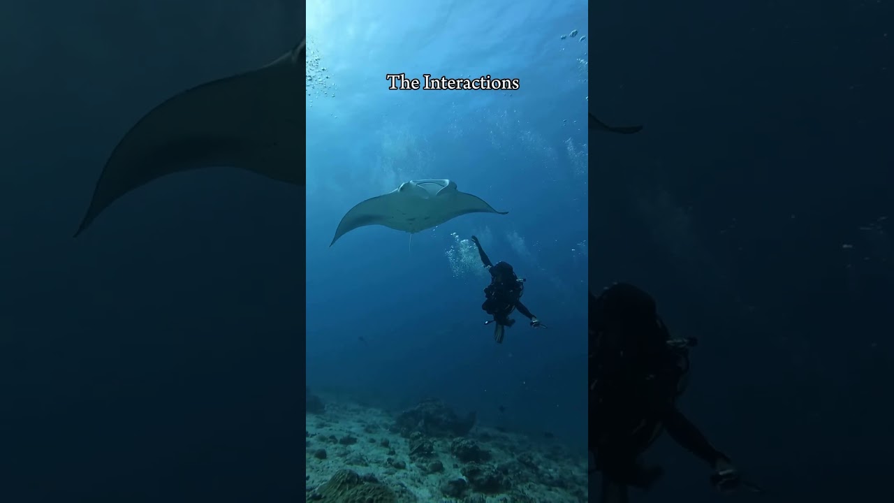 Exploring the 27 dive sites of Addu Atoll, Maldives #Travel #Diving