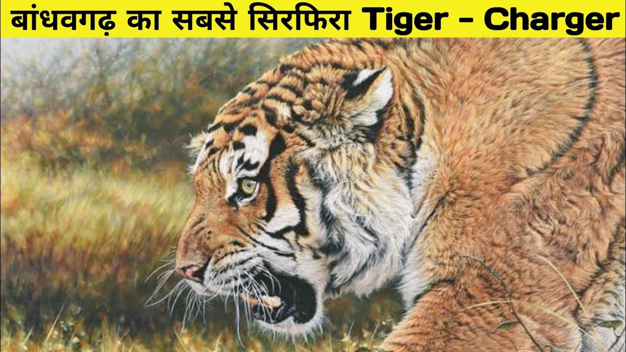 लड़ने से और मरने से बिल्कुल भी नहीं डरता था चार्जर || The True Story Of Charger Tiger ||
