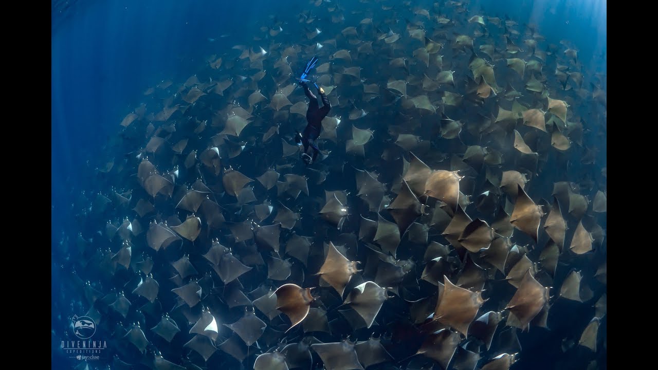 Diving with giant schools of Mobula Rays in Baja California Sur, Mexico