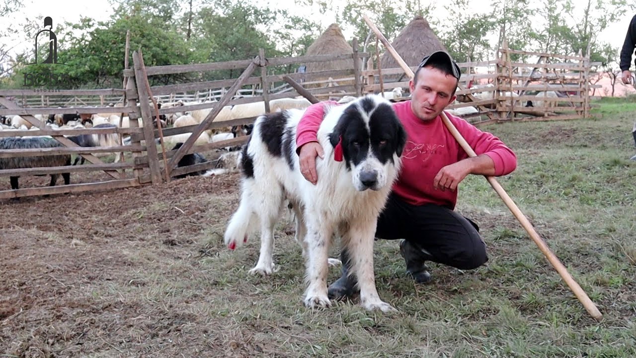 Stâna lui Vasile Berinde zis Tilică lui Ciuta din Budești | LUPII i-a sfâșiat 66 de oi intr-o noapte