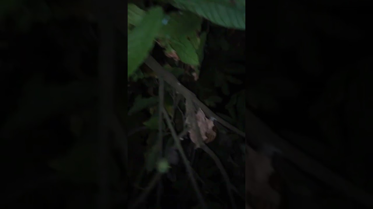 Cara menangkap Ayam Diatas Pohon dimalam Hari...!!!???🙄🙄🙄