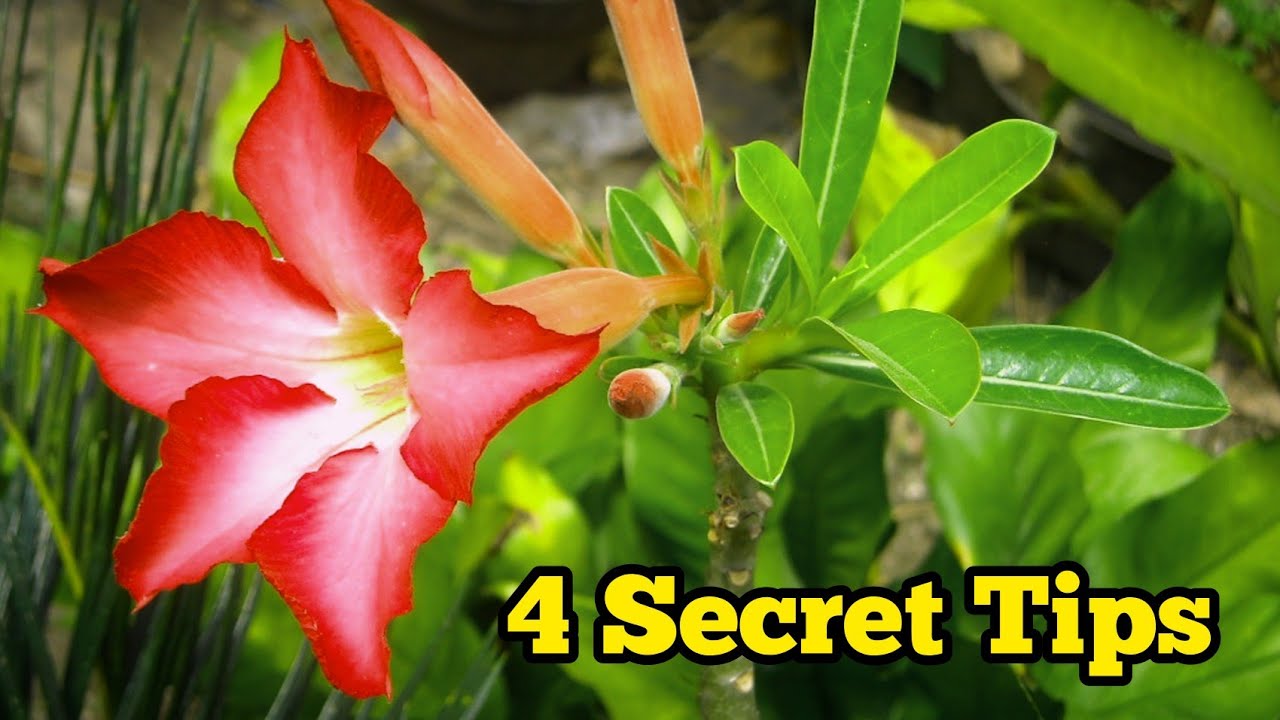4 Secret Tips To Grow a Healthy Adenium Plant. - Adenium Plant Care Tips - Pure Greeny