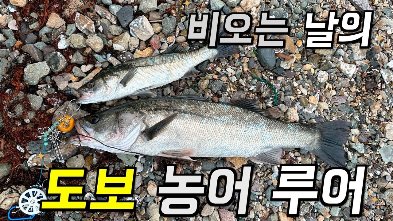 비오는 날의 도보 농어 루어 낚시