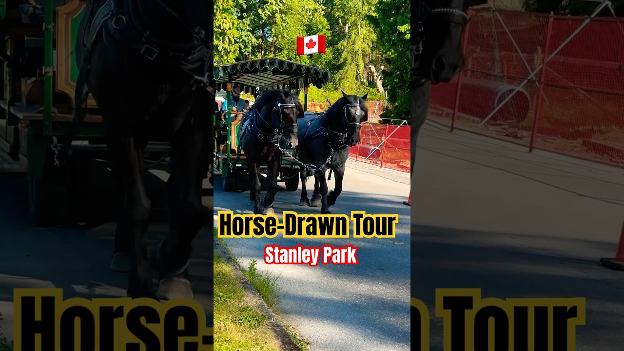 Horse-Drawn Carriage Tour in Stanley Park | #vancouver #canada #stanleypark #daytour #horsedrawing