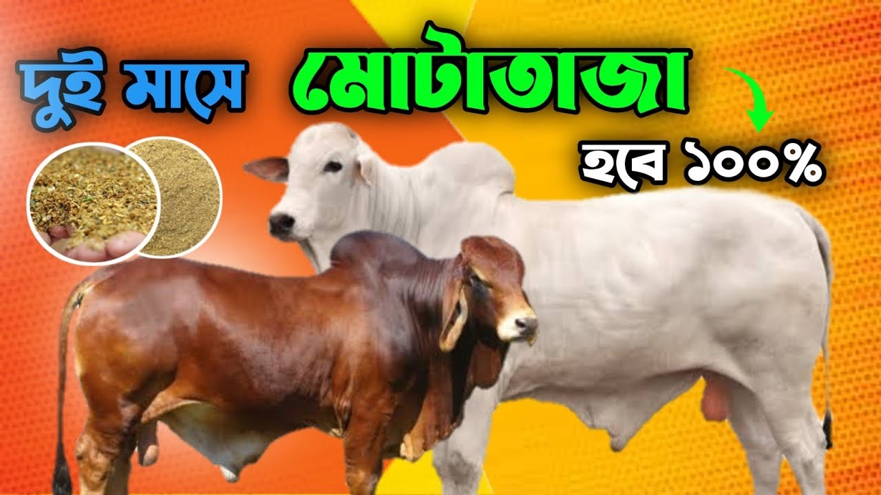 দুই মাসে গরু মোটাতাজা হবে | ১০০% ইনশাআল্লাহ | Cow Feeding | গরু মোটাতাজাকরণ পদ্ধতি |