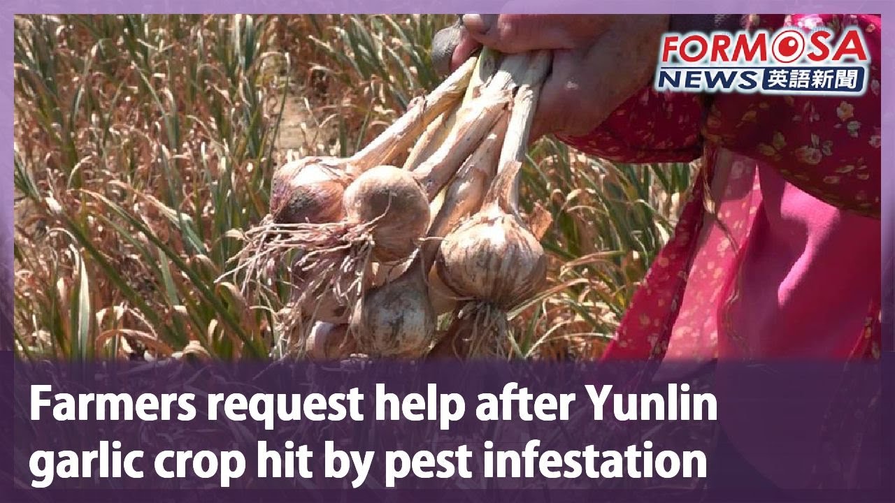 Farmers request help after Yunlin garlic crop hit by pest infestation｜Taiwan News
