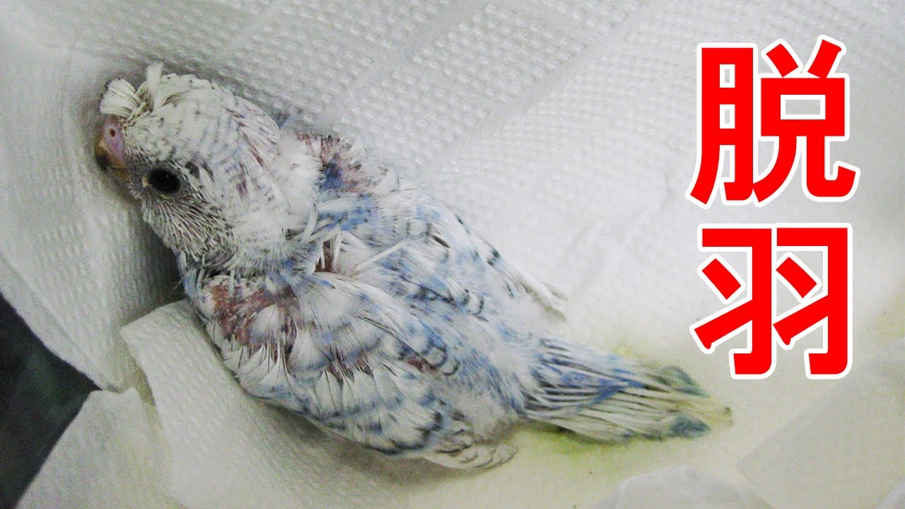 【インコとオウム】獣医師が教えるPBFD(オウム類のくちばし・羽病)