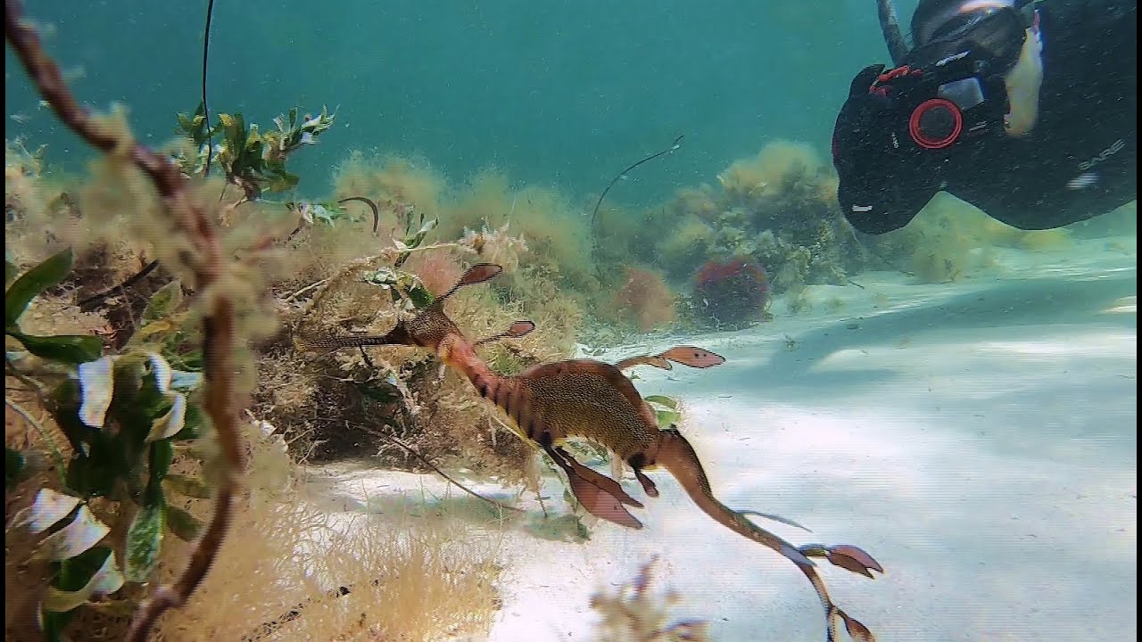 EXCITED - my first Weedy Seadragon - Snorkeling at Point Peron WA (4K)
