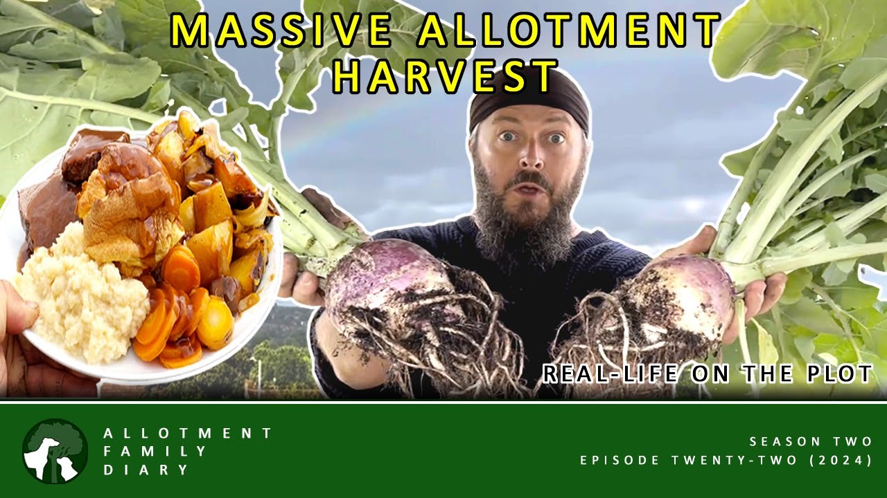 Allotment Harvest from Plot to Plate | Allotment Vlog 🍽️ Ep. 22 🍽️