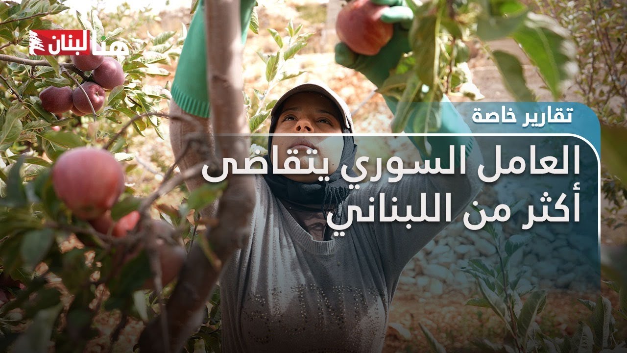 العامل السوري يتقاضى أكثر من اللبناني... مئات فرص العمل تنتظر الشباب في قطاع الزراعة