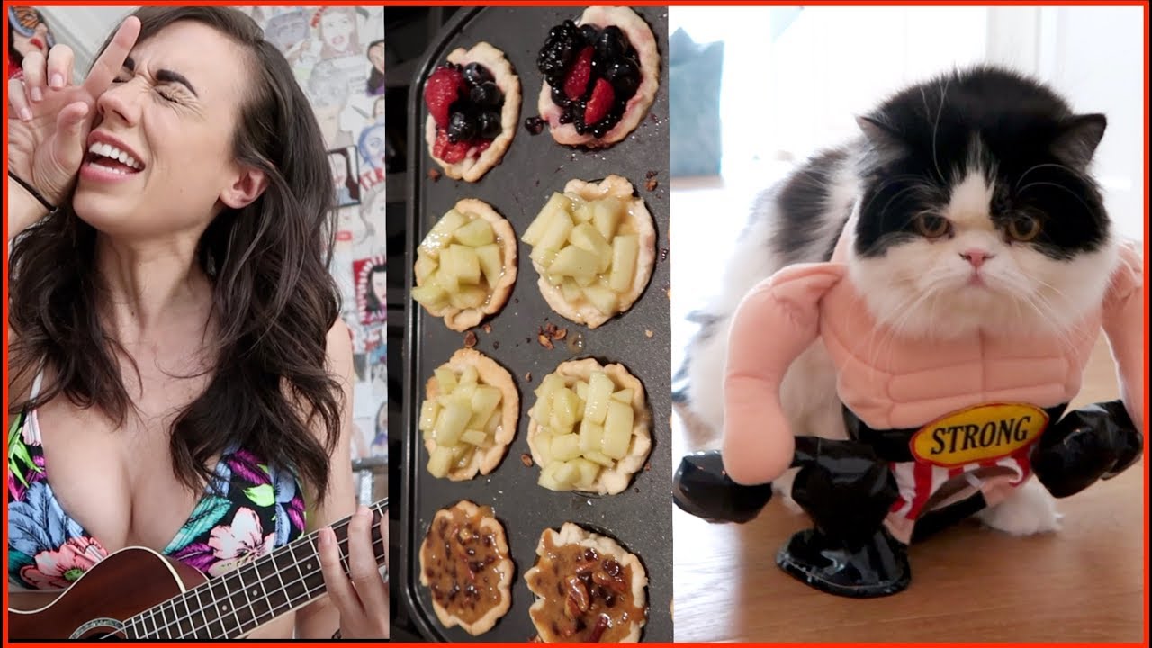 busy day dressing up my cat and eating pie.