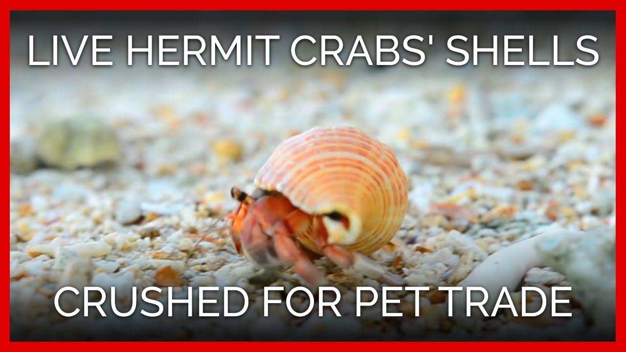 Live Hermit Crabs' Shells Crushed for Pet Trade