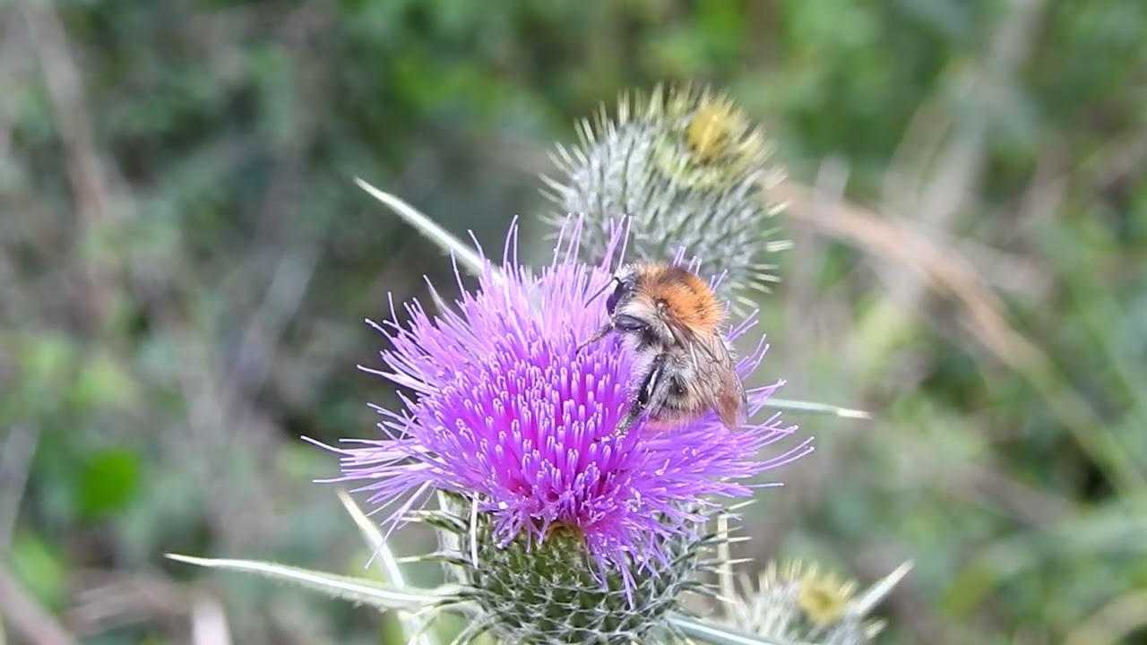Ackerhummel (Bombus pascuorum) beim Bl&uuml;tenbesuch im Raaderwald