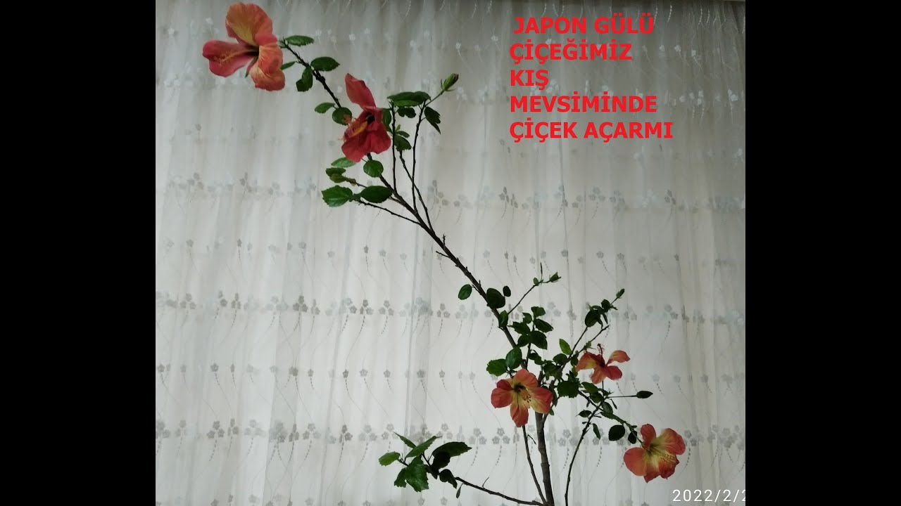 JAPON GÜLÜ ÇİÇEKLERİMİZ KIŞ MEVSİMİNDE ÇİÇEK AÇARMI / JAPON GÜLLERİMİZ NASIL ÇOĞALTILIR ?