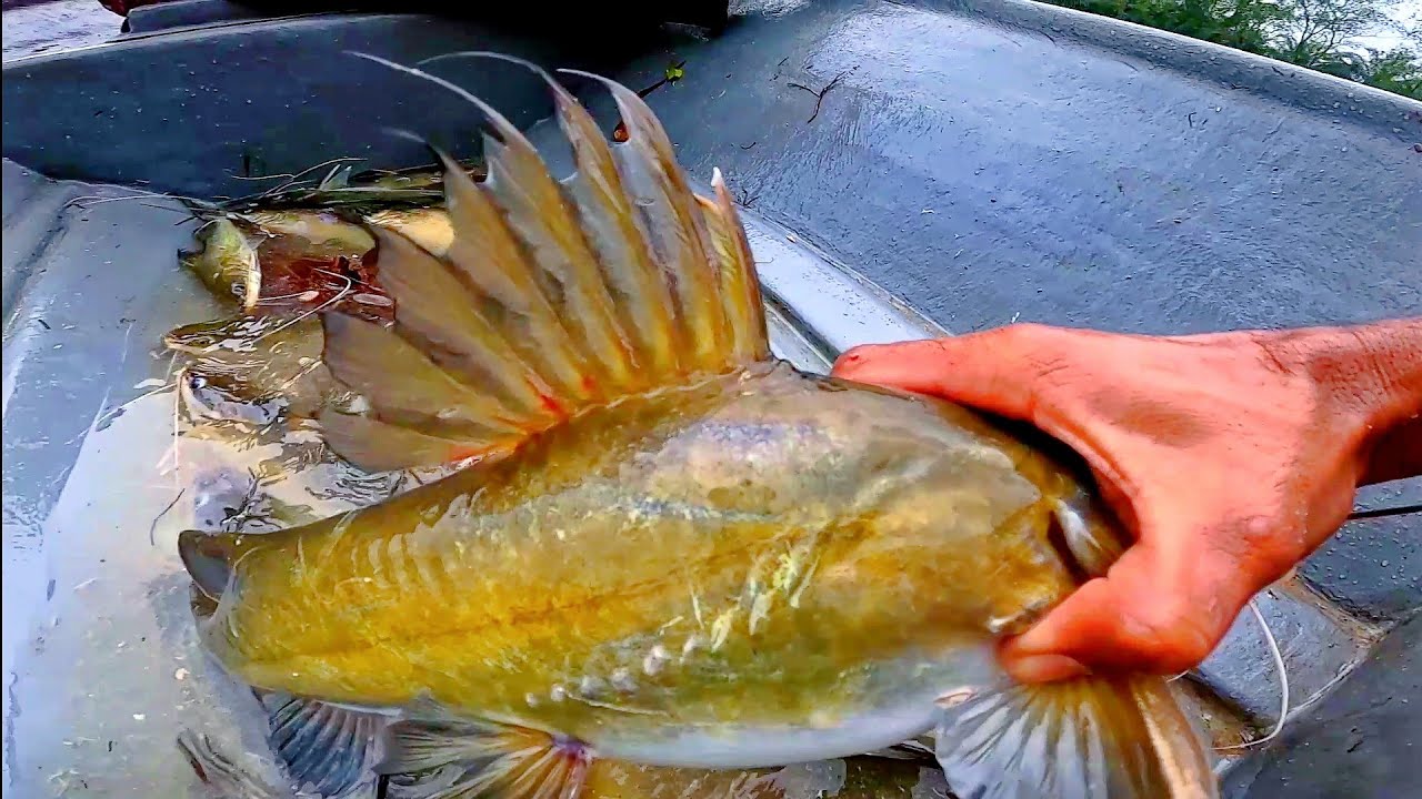 menjenguk bubu lipan dan bubu ikan baung sungai eps56