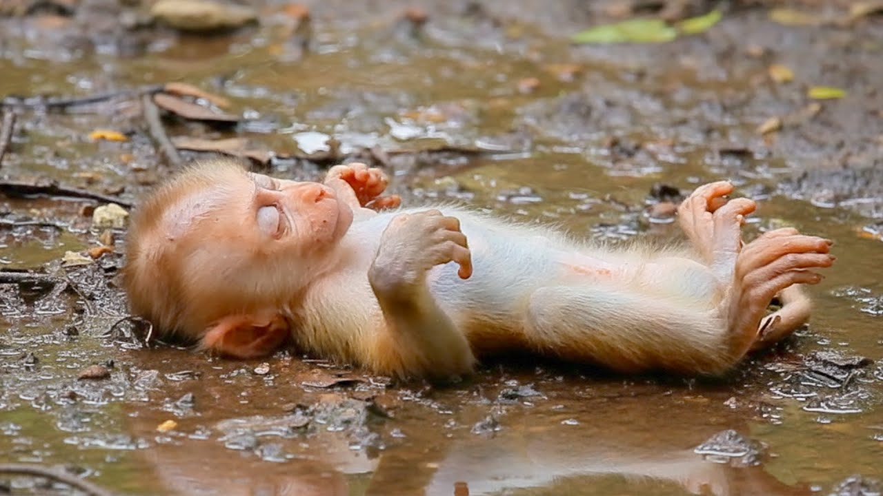 Sweet Baby sleeps soundly alone on the ground although his mum not return to him