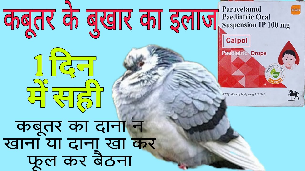 कबूतर के बुखार का इलाज। कबूतर का दाना खाकर फूलकर बैठना बदलते मौसम में होने वाली बीमारियों का इलाज।