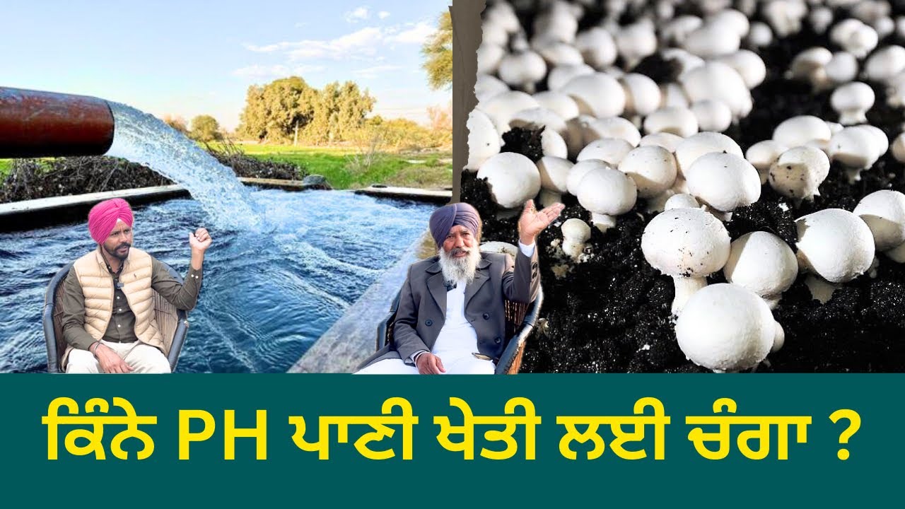 ਕਿੰਨੇ PH ਪਾਣੀ ਖੇਤੀ ਲਈ ਚੰਗਾ ਹੁੰਦਾ ਹੈ ? #punjabi #farming #agriculture #khetibadi #mushroom #viral
