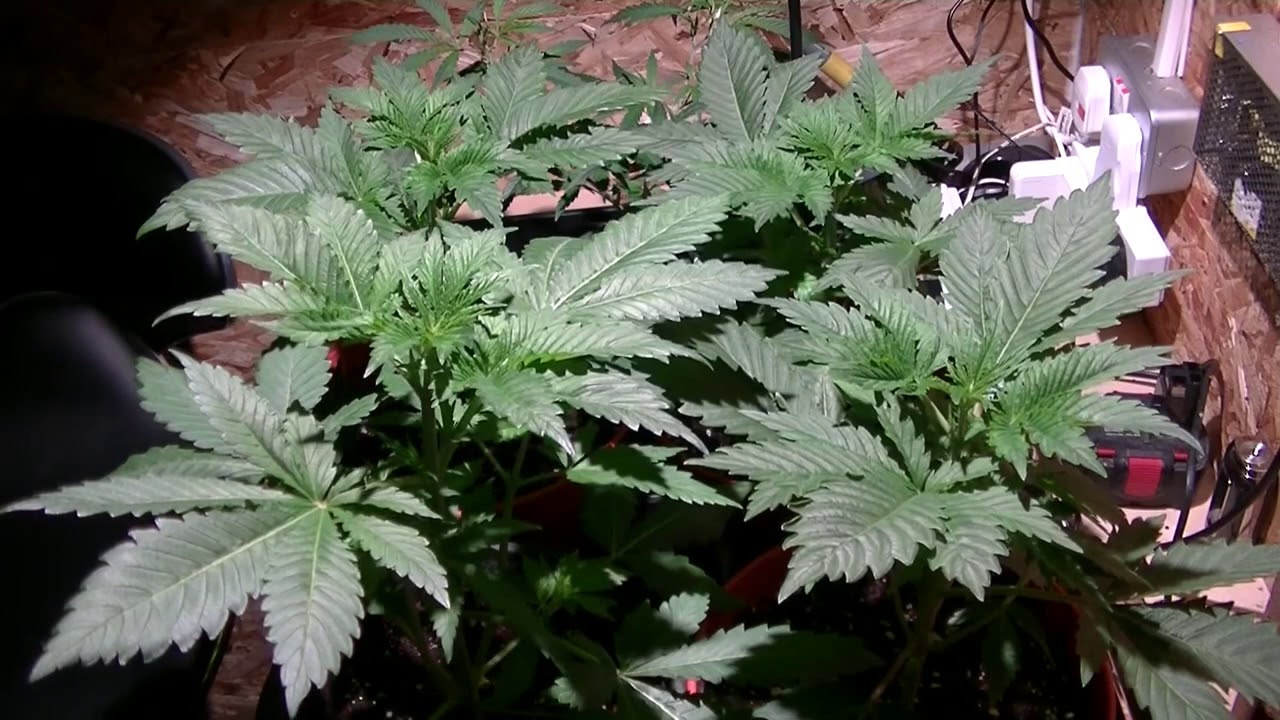 Haze Time Lapse Citizen Cob LED GROW