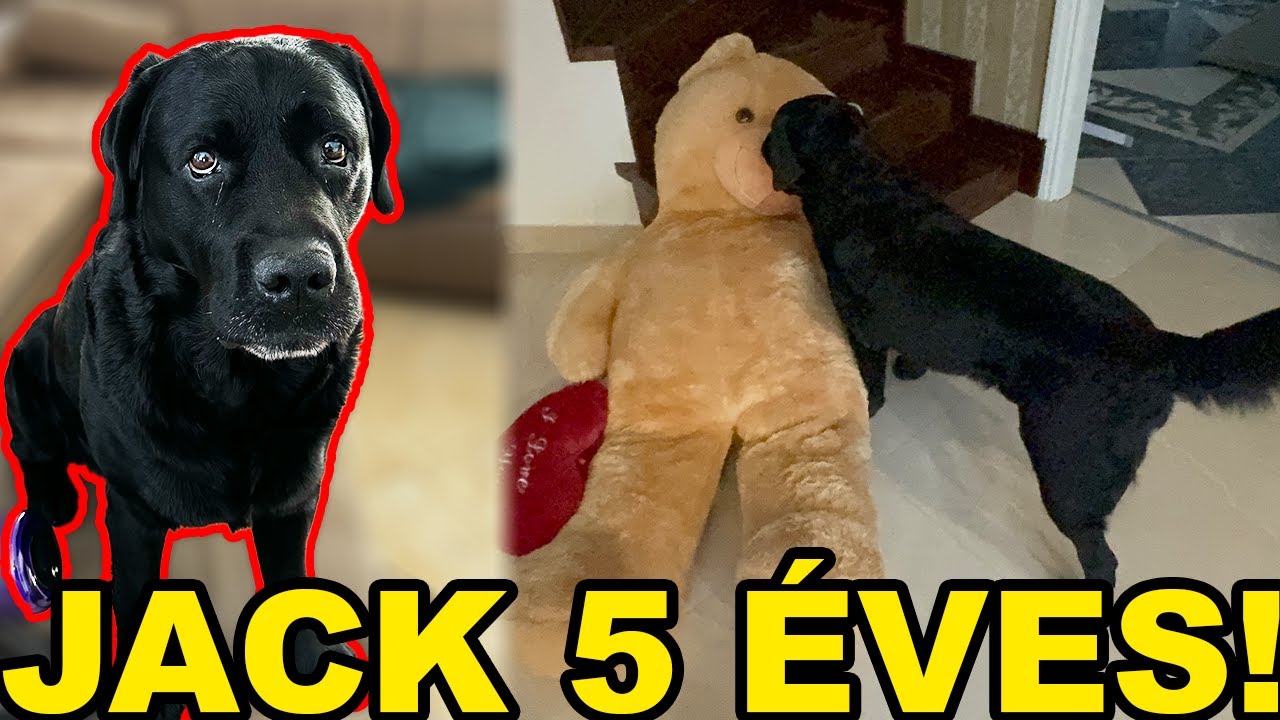 ÓRIÁS MACIT KAP Jack 🧸! | 5 éves a kutyusunk, Jack 🎂