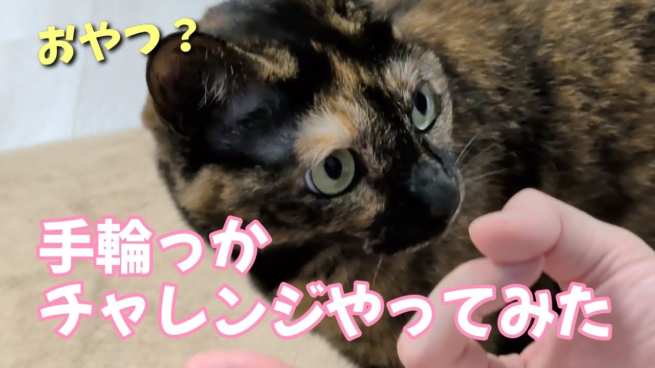 【サビ猫】あずちゃんは賢い・・・？