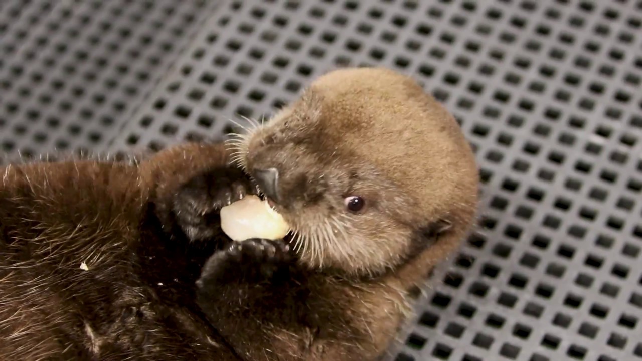 ALASKAN SEA OTTER PUP 2017