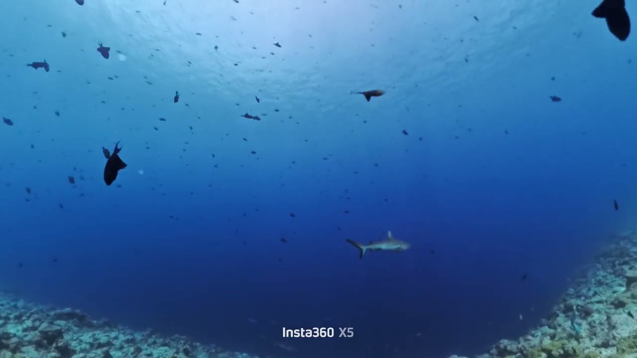 Palau 0213 Blue corner