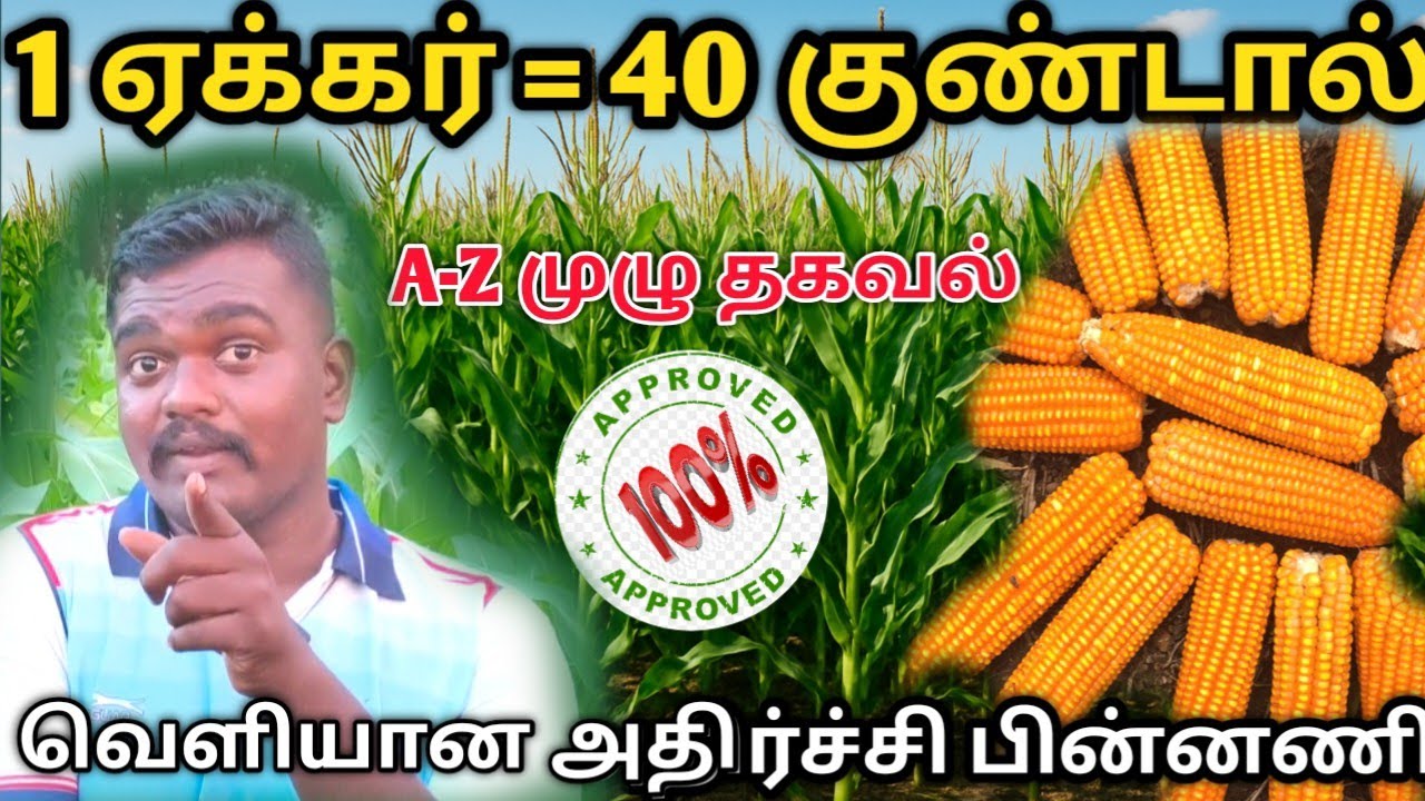 மக்காச்சோளத்தில் 1 ஏக்கருக்கு 40 குண்டால் | விவசாயி சொல்ற ரகசியம் | உரம் & பராமரிப்பு ரகசியம் | 