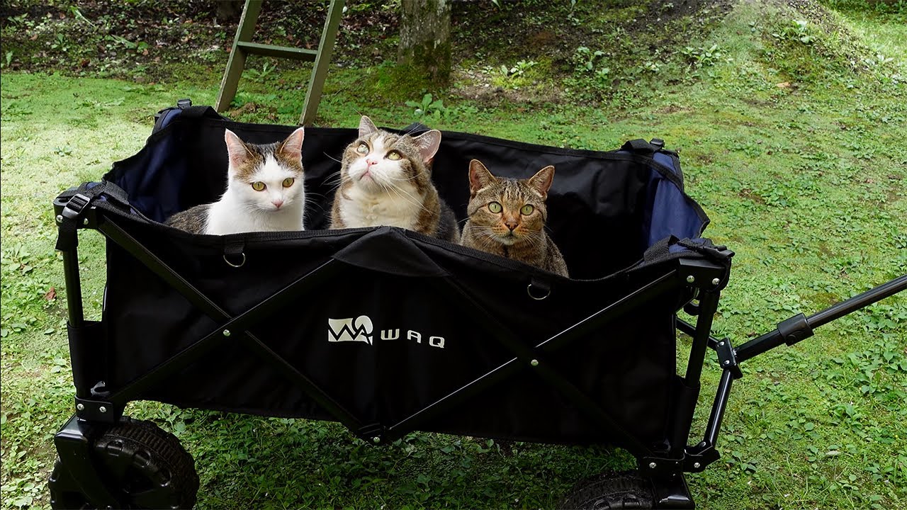 お庭でキャリーワゴン遊びなねこ。-Cats play with a carry wagon in the garden.-