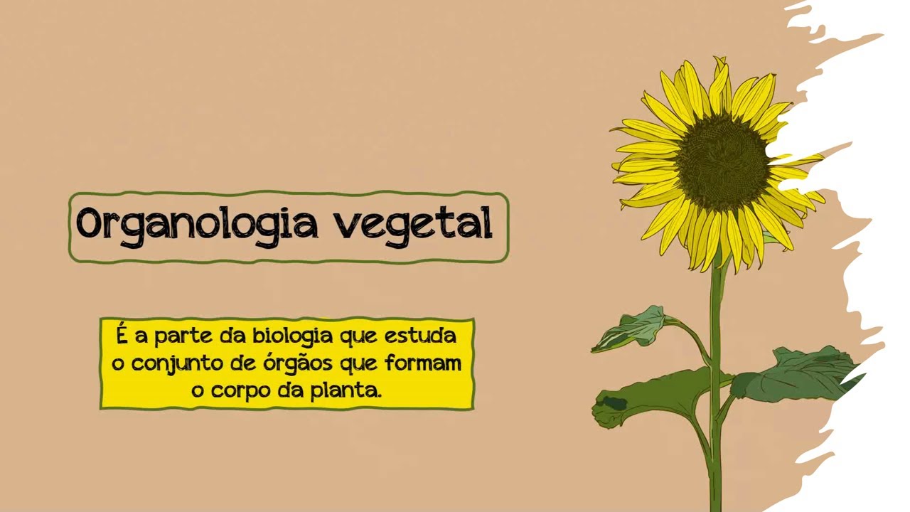 Organologia Vegetal - Botânica - Biologia