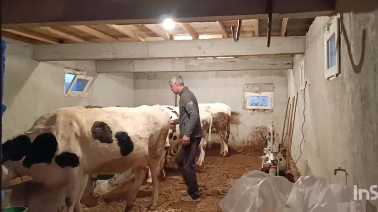 KÜMESİN ÇATISI UÇTU AHIRA ELEKTRİK ÇEKİLDİ BEN YATTIM İŞLERİ BAŞKALARI YAPTI 😁#keşfet #koyvlog 