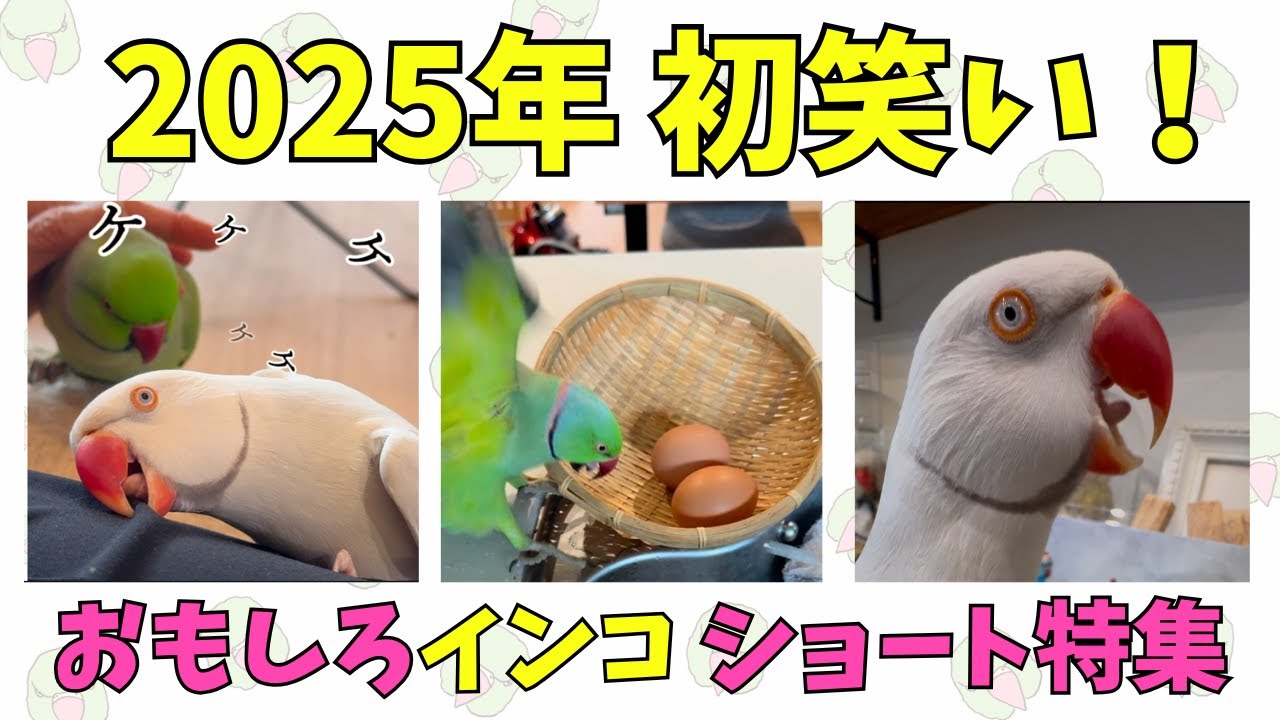 【2025年初笑い！】おもしろインコ ショート特集【ワカケホンセイインコ・セキセイインコ・オオダルマインコ】