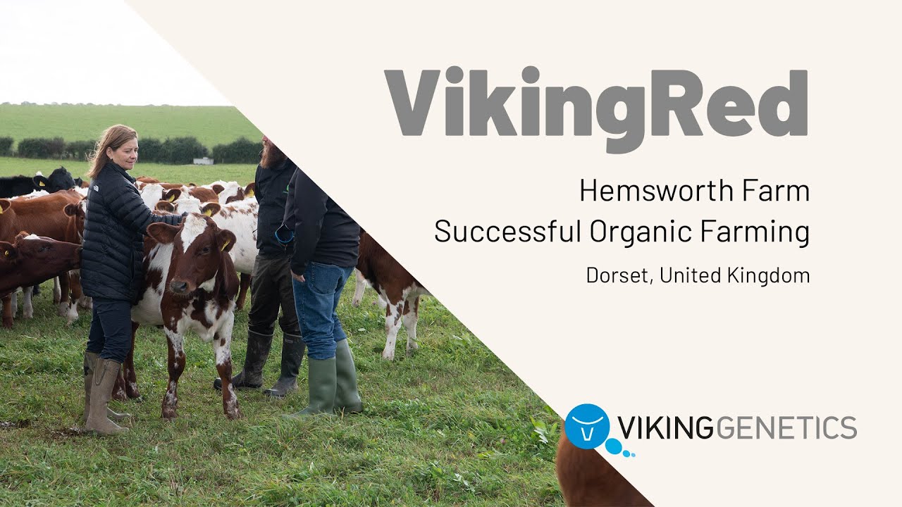 VikingRed is great in organic farming - Hemsworth Farm, Sophie Alexander