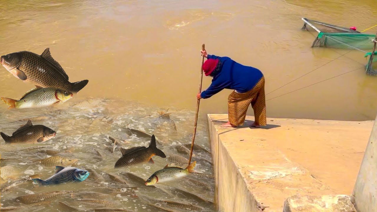 Fisherman Cast Net Fishing Real Life Amazing Fishing At Countryside.(Episode 63)