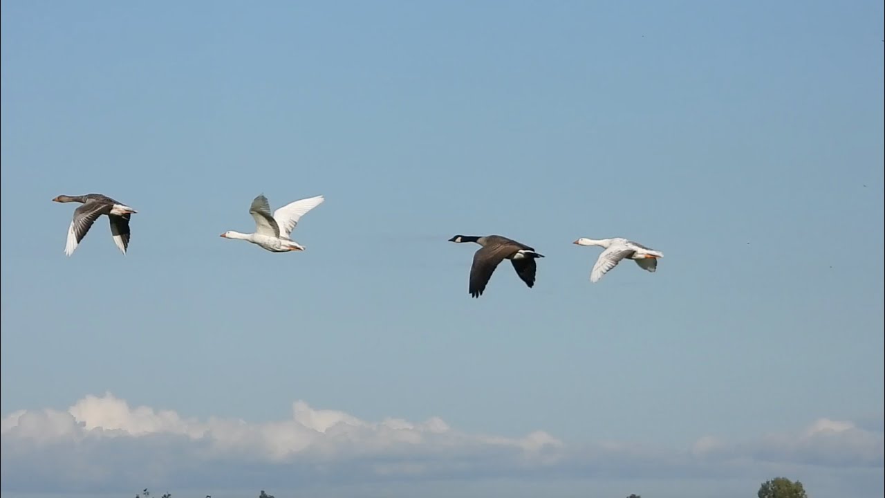 Flock of domestic geese flying