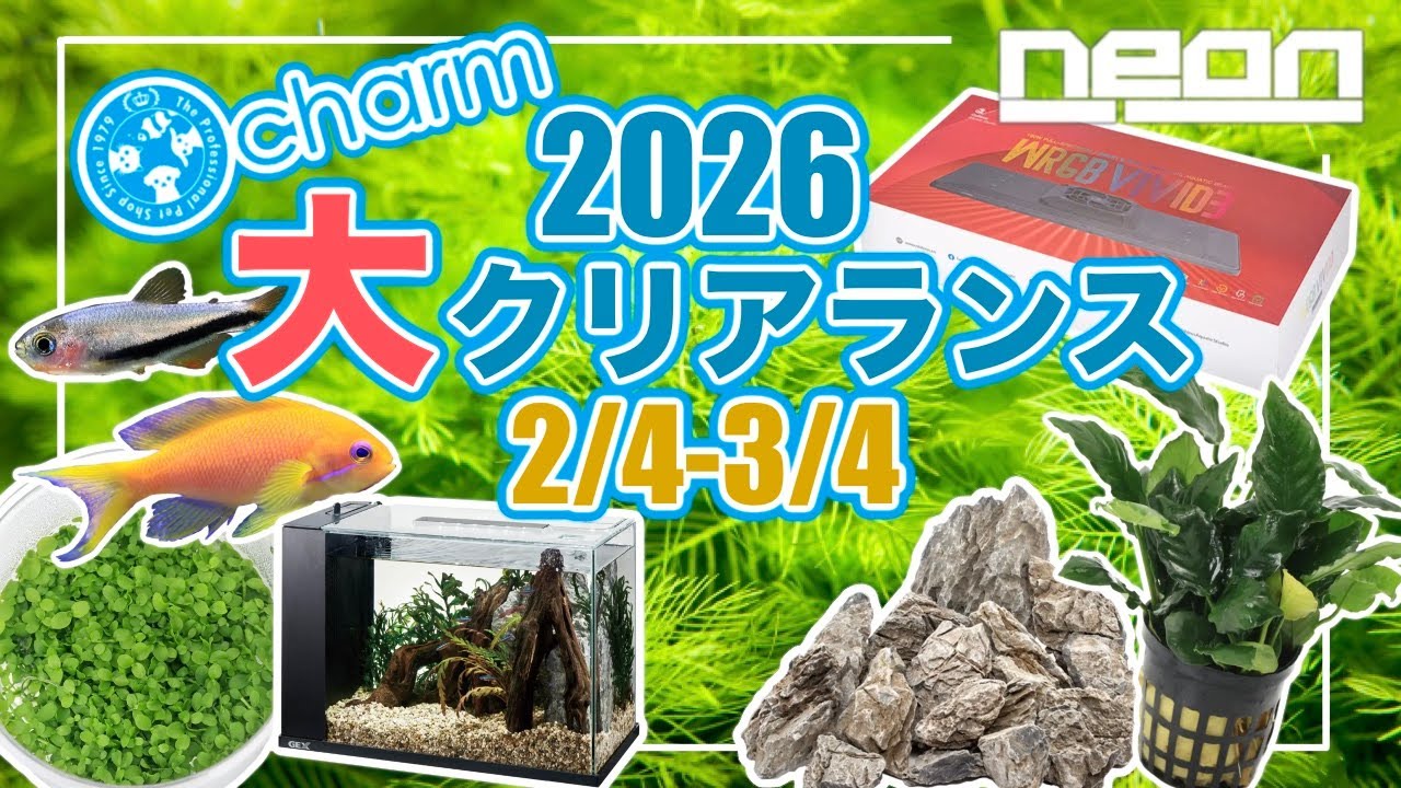 【charm大クリアランスセール】１ヶ月限定開催！新商品から人気のアヌビアス、RGBライトもセールの対象に！【 ne0n 】 #アクアリウム