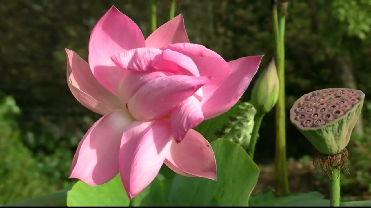 Normandie ,,(Cotentin )  Un jardin Japonisant
