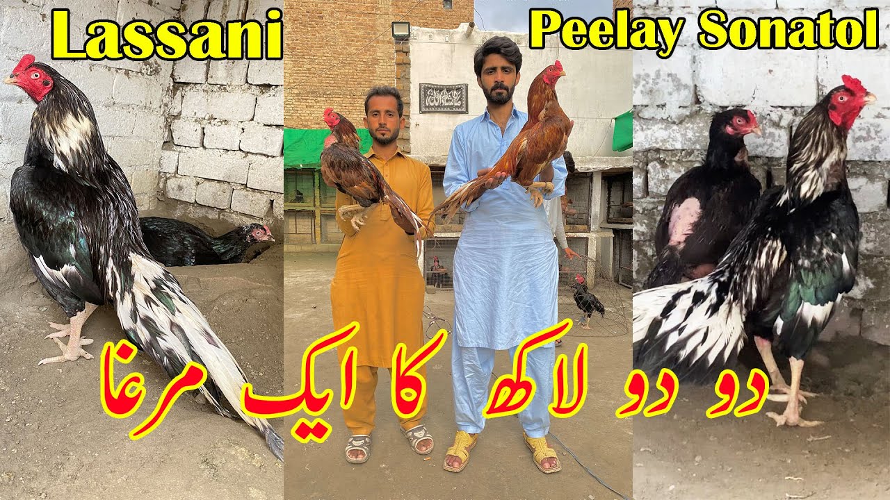 Lassani Aseel Farm in Peshawar vlog | A visit to Hamza Bhai | Lakho rupy k aseel murghay Part 2