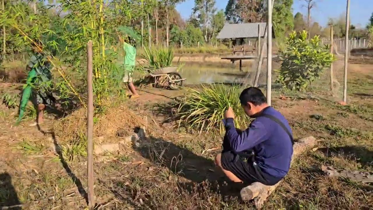 ครอบครัวลูก8ช่วยกัน ล้อมตะข่ายกอไผ่ให้หัวหน้า อยู่บ้านท่านอย่านิ่งดูดาย