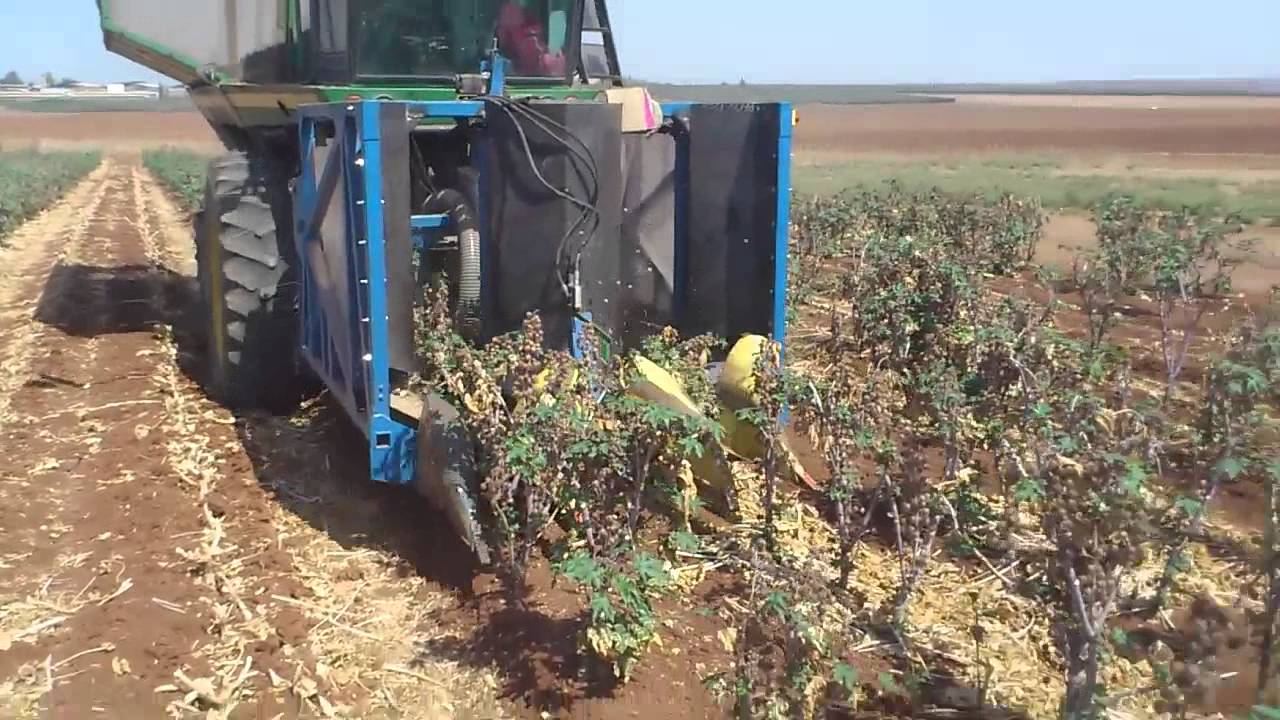 Castor Multiple Harvesting by Mechanical Harvester