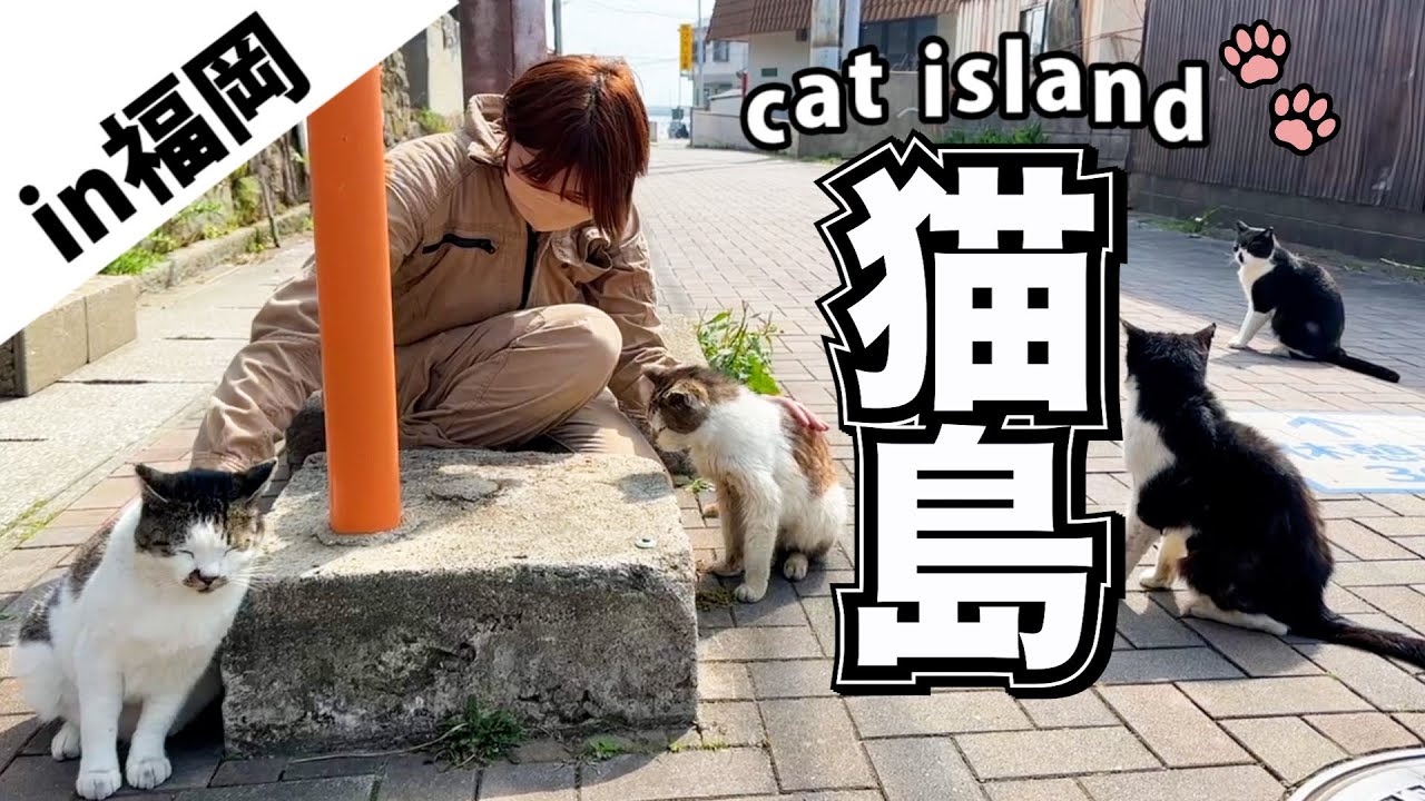 【猫島】猫が道案内！？猫が250匹住んでると言われている島に行ってみたら、、！