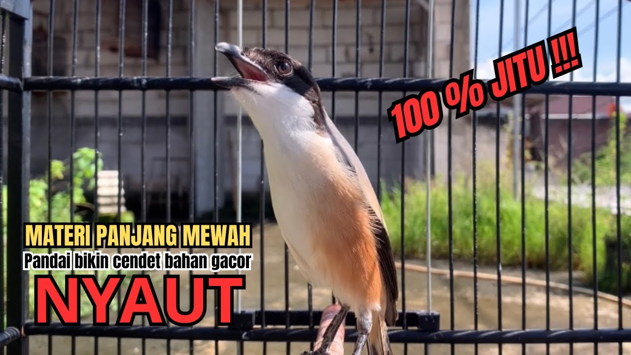 burung cendet gacor MATERI MEWAH buat PANCINGAN CENDET AGAR BUNYI bikin BURUNG PENTET GACOR NYAUT