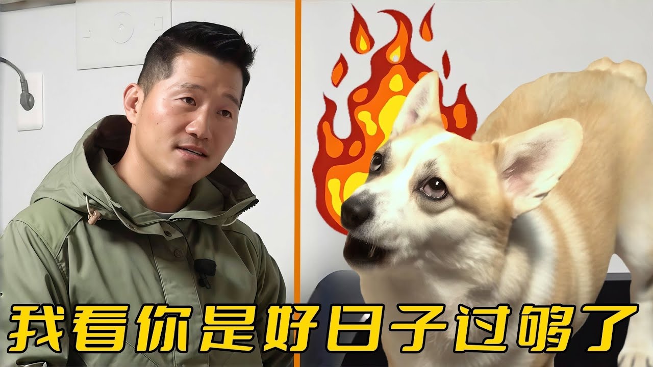 柯基亂叫擾民還咬人，差點被主人切掉聲帶，訓犬師卻兩腳給它治服了