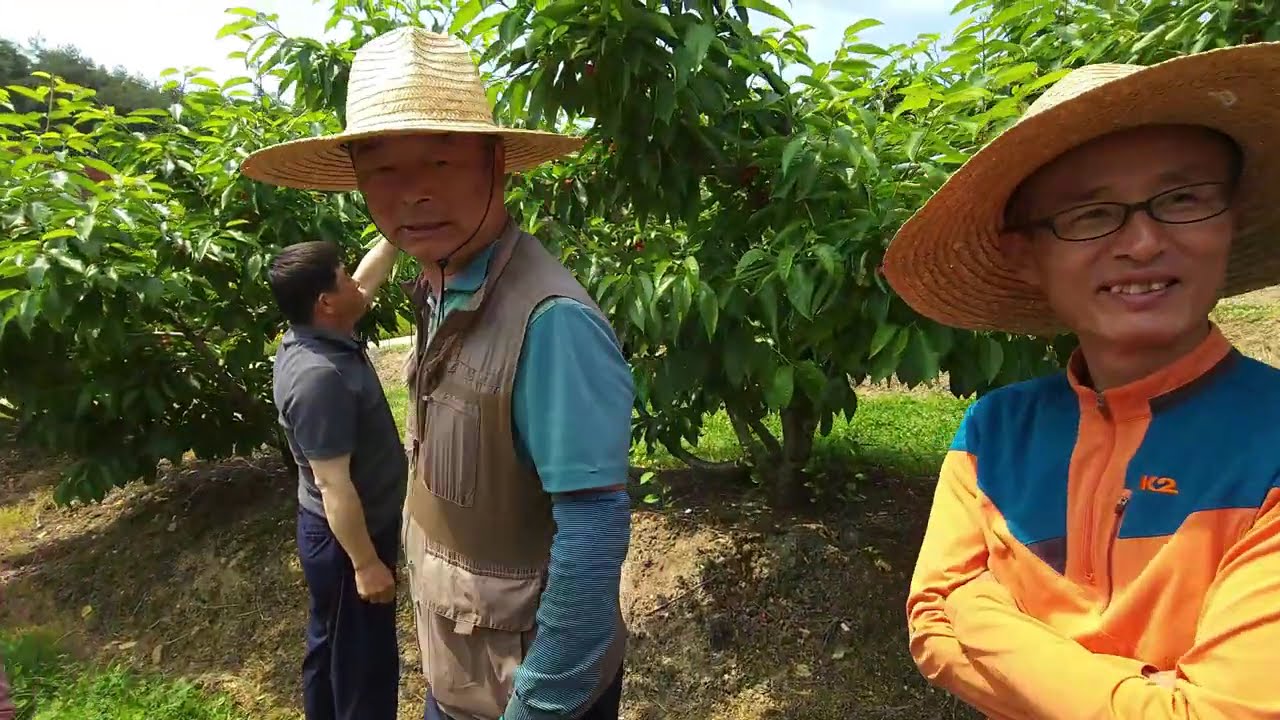 만금농원 체리열매 체험(날라리농부 게으름뱅이농장)