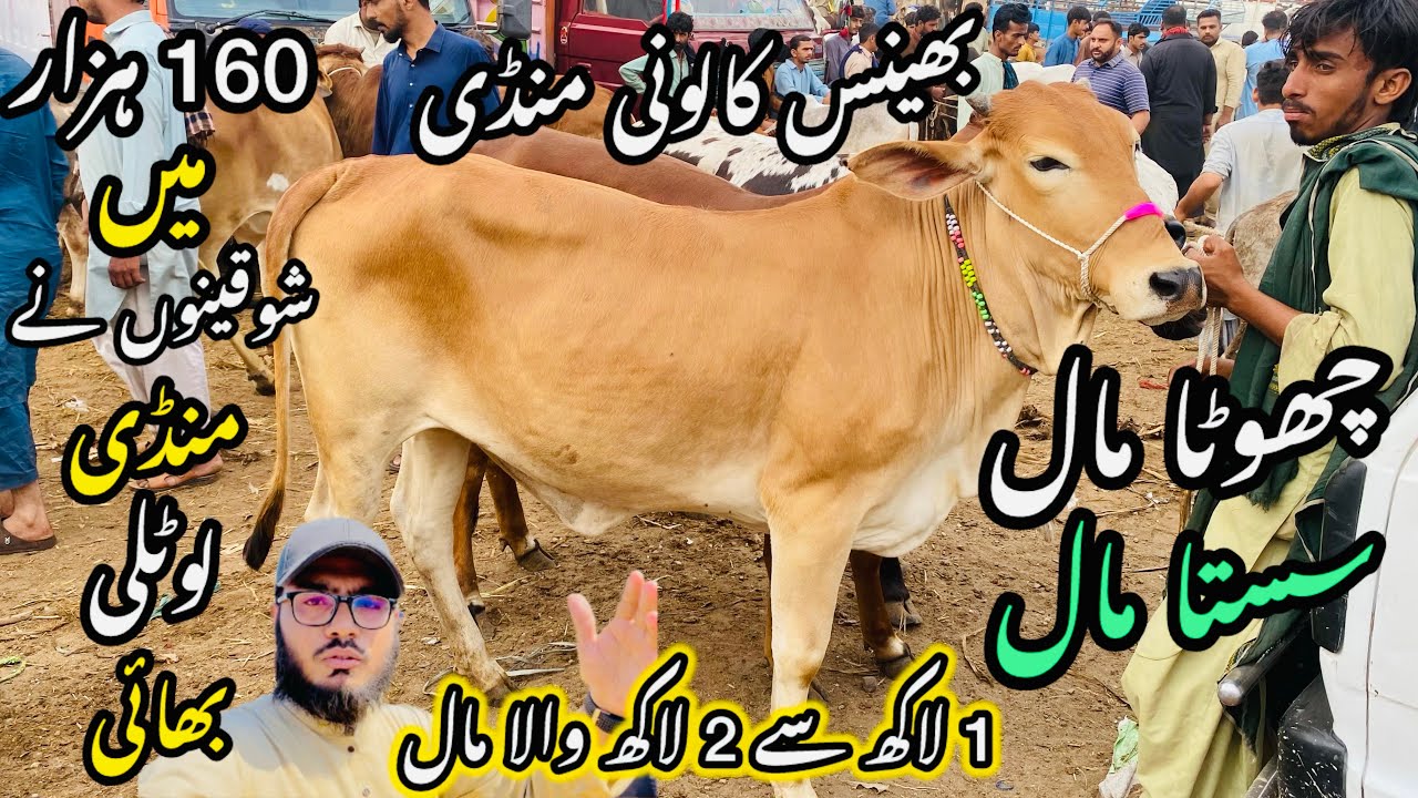 Bhains Colony Mandi Karachi Cattle Rates Update❤️ || 2 april 2026 || Cow Mandi 2026