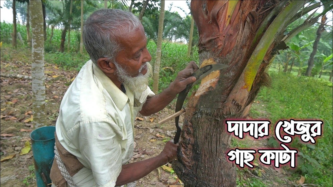 কিভাবে খেজুর গাছ কাটা হয় | দাদার খেজুর গাছ কাটার পদ্ধতি