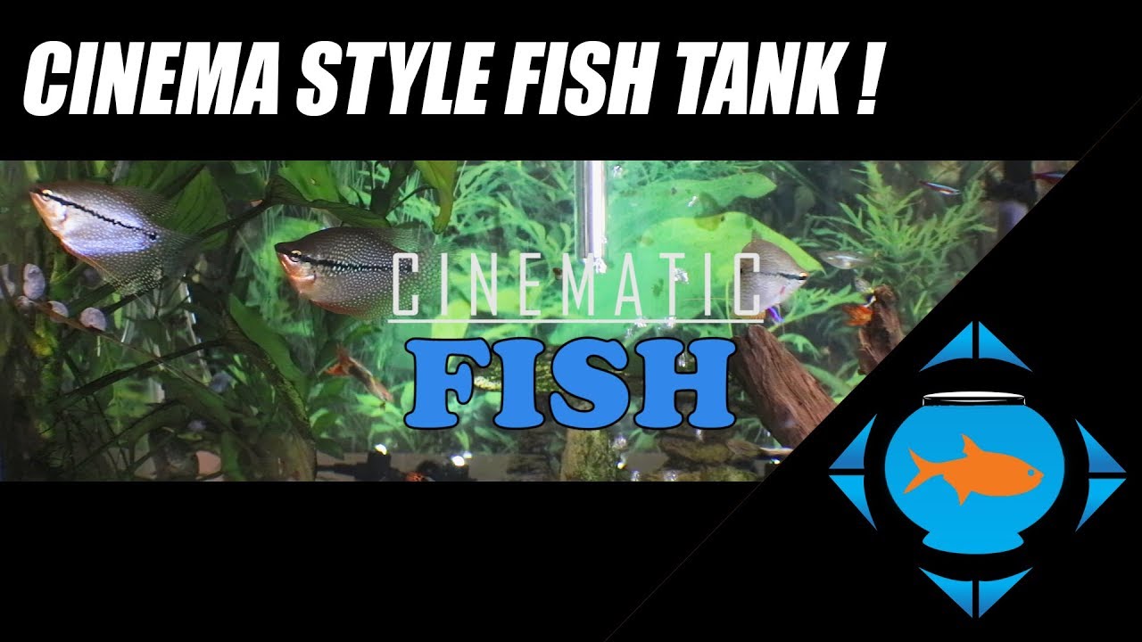 Cinematic Fish!